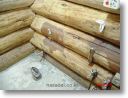 hynoki pine 02 ho 05.jpg